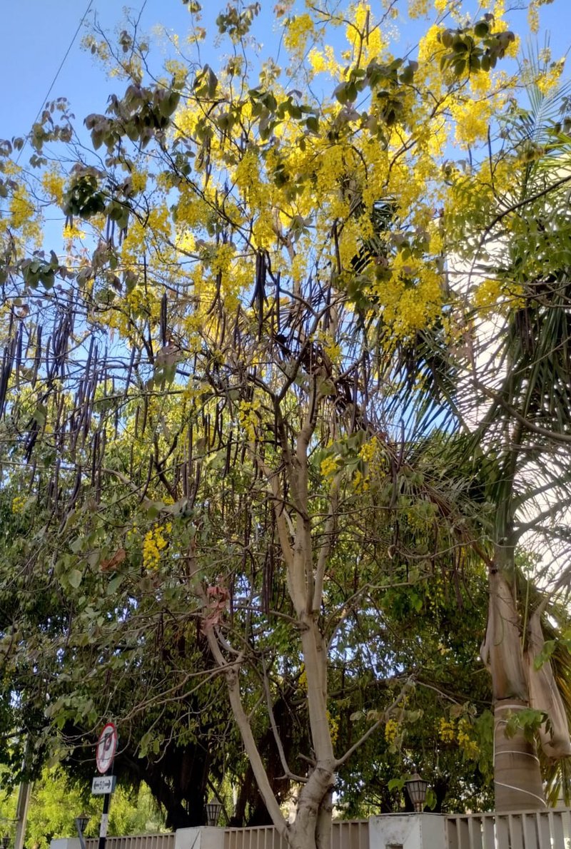 Amaltas