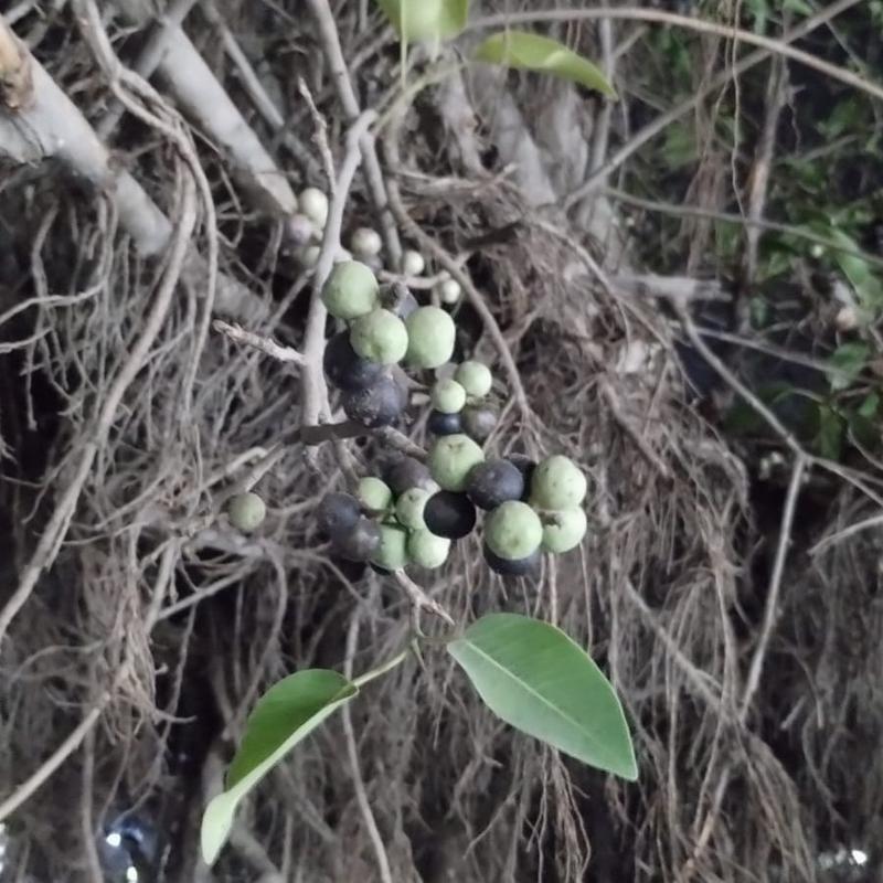 Pipar tree