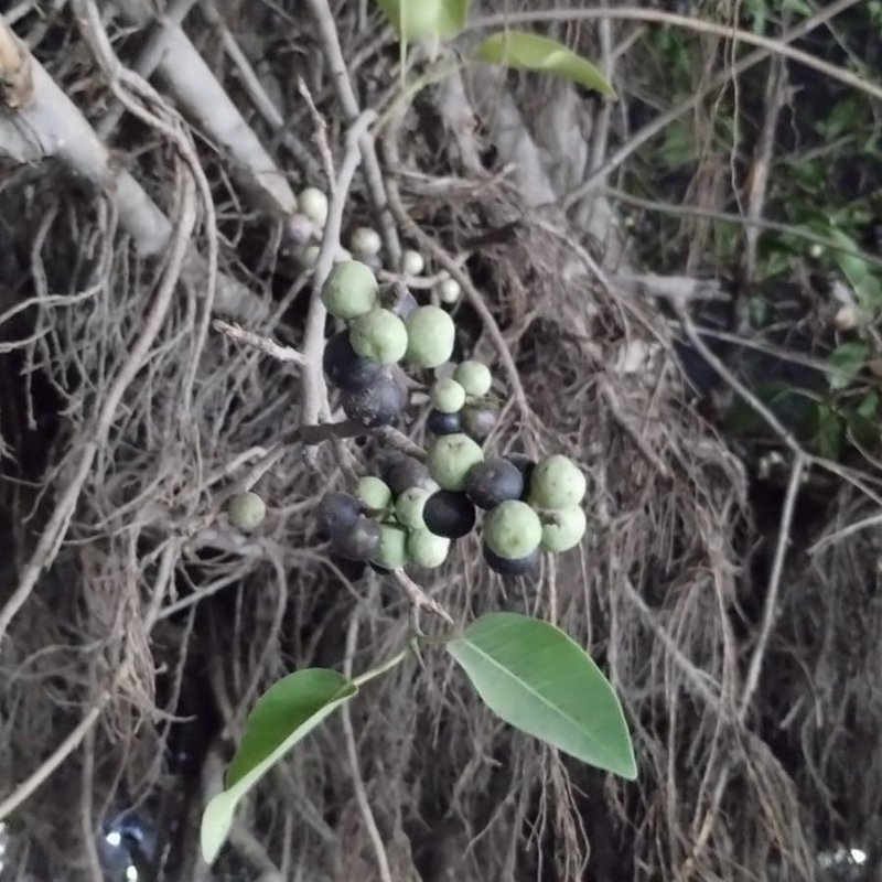 Pipar tree